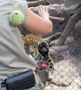Malcolm is trained to present his paw to the keeper.