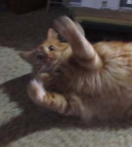 My "Cat-Dancer" face!